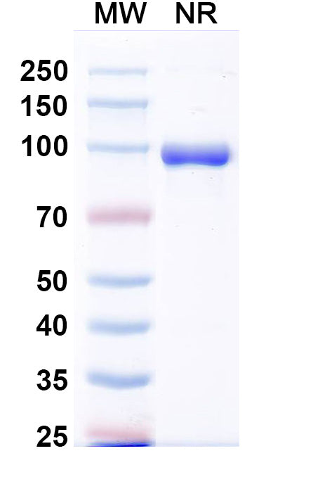 SDS-PAGE for Anti-HRSV-A F/Fusion glycoprotein F0 Antibody (VHHL66).