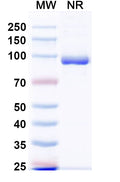 SDS-PAGE for Anti-HRSV-A F/Fusion glycoprotein F0 Antibody (VHH4).