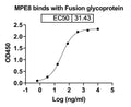 SDS-PAGE for Anti-HRSV-A F/Fusion glycoprotein F0 Antibody (MPE8).