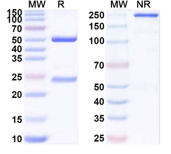 SDS-PAGE for Anti-HRSV-A/B F Protein Antibody (RB1).