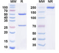 Anti-HRSV Prefusion/Pre-F Reference Antibody (RSM01) – Figure 1 of 1