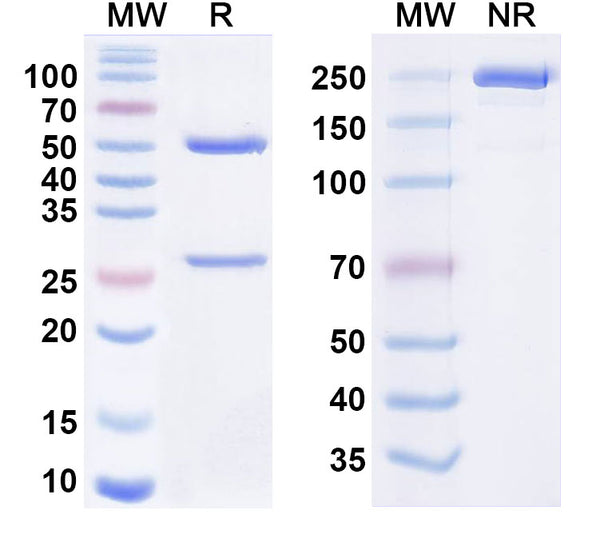 Anti-HRSV Prefusion/Pre-F Reference Antibody (RSM01) – Figure 1 of 1