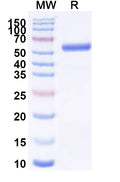 Recombinant VSIV G protein/Glycoprotein G Protein, C-Strep