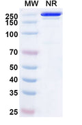 SDS-PAGE for InVivoMAb Anti-Chikungunya Virus/CHIKV VLP Antibody (m242)