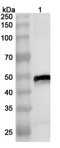 Western blot analysis was performed using anti-CHIKV-E1 polyclonal antibody at 1ug/mL on various samples.
Lane 1: recombinant CHIKV Spike glycoprotein E1 (Catalog No: VK425012)