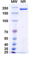 SDS-PAGE for Anti-HeV/NiV F/Fusion glycoprotein F0 Antibody (5B3).