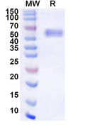 Recombinant Nipah virus/NiV Protein N/Nucleoprotein Protein, N-His