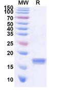 Recombinant CA16 P2A/Protease 2A Protein, N-His