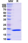 Recombinant Monkeypox virus/MPXV F3L Protein, N-His