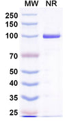 SDS-PAGE for Anti-Norovirus/Norwalk virus Capsid protein/VP1 Antibody (Nano-4).