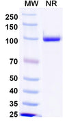 SDS-PAGE for Anti-Norovirus/Norwalk virus Capsid protein/VP1 Antibody (Nano-25).