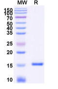 SDS-PAGE for Anti-Norovirus/Norwalk virus Capsid protein/VP1 Nanobody (Nano-85)