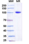 SDS-PAGE for Anti-Norovirus/Norwalk virus Capsid protein/VP1 Antibody (Nano-26)