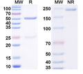 SDS-PAGE for Anti-Norovirus/Norwalk virus Capsid protein/VP1 Broadly neutralizing Antibody (16E10)