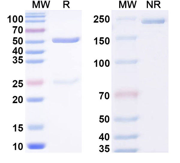 SDS-PAGE for Anti-Norovirus/Norwalk virus Capsid protein/VP1 Broadly neutralizing Antibody (16E10)