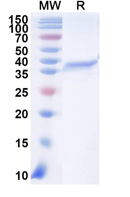 Recombinant VACV B5R Protein, N-His