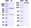 SDS-PAGE for Anti-ASFV I10L Antibody (1A016)