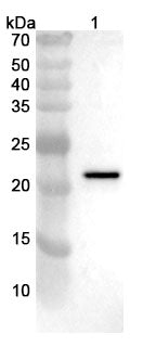 Anti-PRRSV GP2 Polyclonal Antibody – Figure 1 of 1