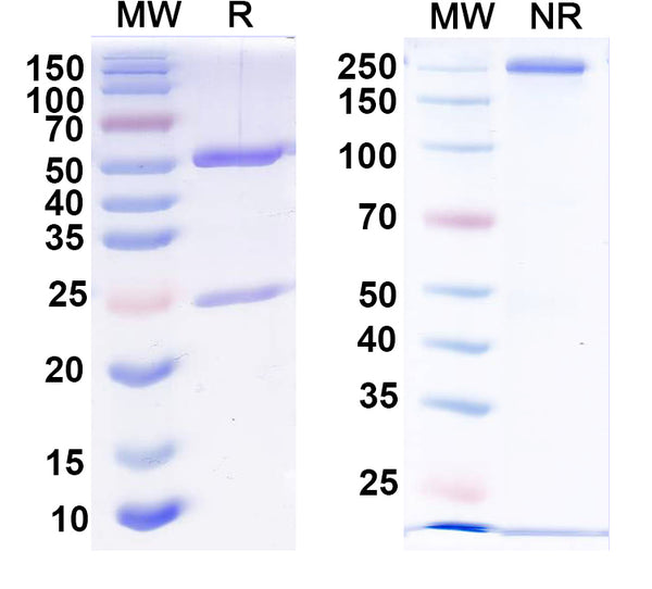 SDS-PAGE for Anti-HPV16 L1/Major capsid protein L1 Antibody (H16.001).