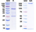 SDS-PAGE for Anti-HPV16 L1/Major capsid protein L1 Antibody (H16.4G12).