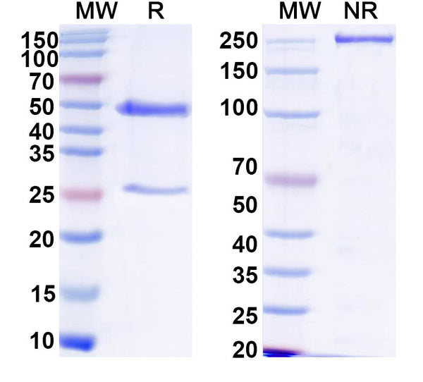 SDS-PAGE for Anti-HPV16 L1/Major capsid protein L1 Antibody (H16.8A9)