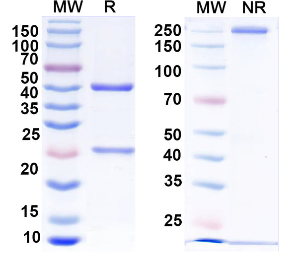 SDS-PAGE for Anti-HPV16 L1/Major capsid protein L1 Antibody (H16.U4).