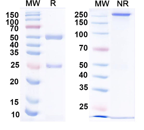 SDS-PAGE for Anti-HPV16 L1/Major capsid protein L1 Antibody (H16.V5).