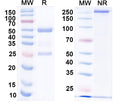 SDS-PAGE for Anti-HPV16 L1/Major capsid protein L1 Antibody (H16.1A).