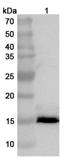 Western blot analysis was performed using anti-2-EP153R  polyclonal antibody at 1ug/mL on various samples.
Lane 1: recombinant ASFV EP153R (Catalog No: VK462012)