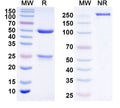 SDS-PAGE for Anti-ASFV A238L Monoclonal Antibody (1A449)