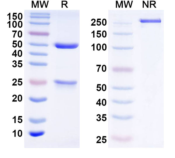 SDS-PAGE for Anti-ASFV A238L Monoclonal Antibody (1A449)