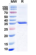 Recombinant VACV A33R Protein, N-GST & C-His