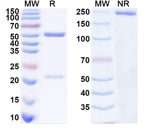 SDS-PAGE for Anti-SARS-CoV-2 S Protein antibody (1H2).