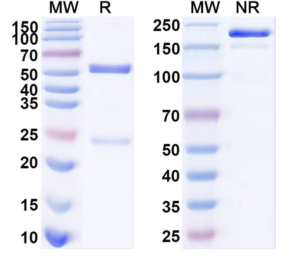 SDS-PAGE for Anti-SARS-CoV-2 S Protein antibody (2F1).