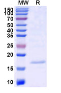 SDS-PAGE for Anti-SARS-CoV-2 S Protein Nanobody (SAA0909)