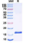 SDS-PAGE for Anti-SARS-CoV-2 S Protein Nanobody (SAA0942)