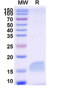 SDS-PAGE for Anti-SARS-CoV-2 S Protein Nanobody (SAA0949)