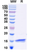 SDS-PAGE for Anti-SARS-CoV-2 S Protein Nanobody (SAA0950)