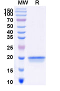 SDS-PAGE for Anti-SARS-CoV-2 S Protein Nanobody (SAA0957)