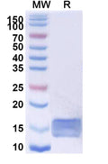SDS-PAGE for Anti-SARS-CoV-2 S Protein Nanobody (SAA0964)