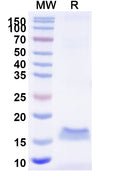 SDS-PAGE for Anti-SARS-CoV-2 S Protein Nanobody (SAA0968)