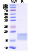SDS-PAGE for Anti-SARS-CoV-2 S Protein Nanobody (SAA0974)