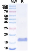 SDS-PAGE for Anti-SARS-CoV-2 S Protein Nanobody (SAA1057)