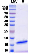 SDS-PAGE for Anti-SARS-CoV-2 S Protein Nanobody (SAA1059)