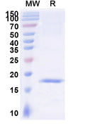 SDS-PAGE for Anti-SARS-CoV-2 S Protein Nanobody (SAA1061)