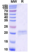 SDS-PAGE for Anti-SARS-CoV-2 S Protein Nanobody (SAA1063)