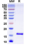 SDS-PAGE for Anti-SARS-CoV-2 S Protein Nanobody (SAA1068)