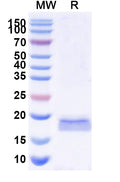 SDS-PAGE for Anti-SARS-CoV-2 S Protein Nanobody (SAA1071)