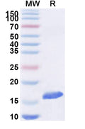 SDS-PAGE for Anti-SARS-CoV-2 S Protein Nanobody (SAA1074)