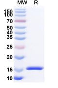 SDS-PAGE for Anti-SARS-CoV-2 S Protein Nanobody (SAA1076)